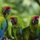 Great green macaws