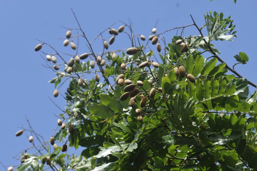 Macaw conservation NATUWA Costa Rica.