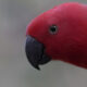 The Eclectus parrot