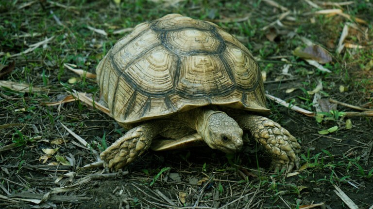 Tortuga sulcata en el Santuario de vida silvestre Natuwa