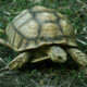 Sulcata tortoise