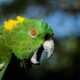 Amazona auropalliata