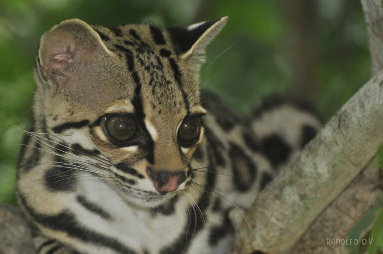 Caucel en NATUWA Sanctuary, Costa Rica