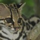 The Margay