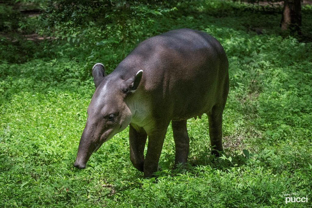 La danta en NATUWA Costa Rica