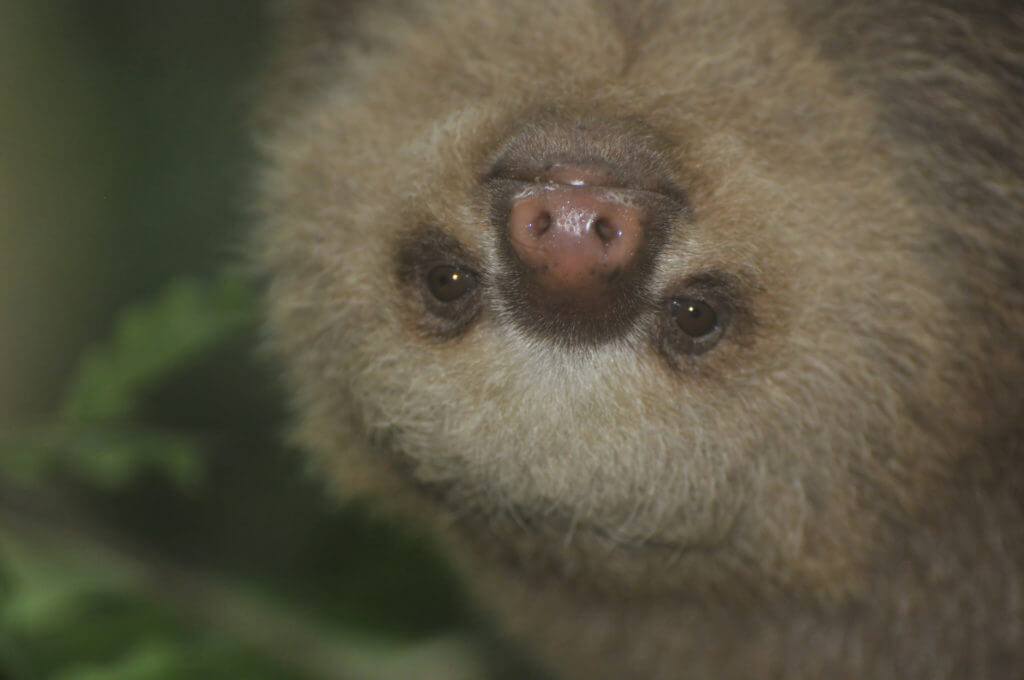 Volunteer with sloths Costa Rica, NATUWA Sanctuary.