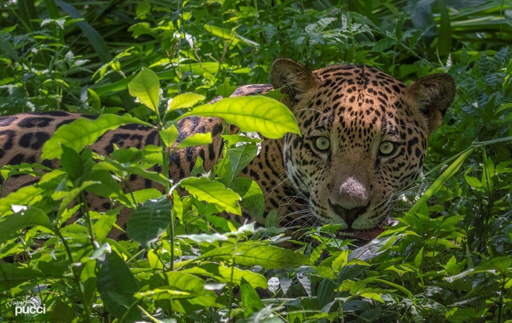 Wildlife volunteer learning about jaguars management