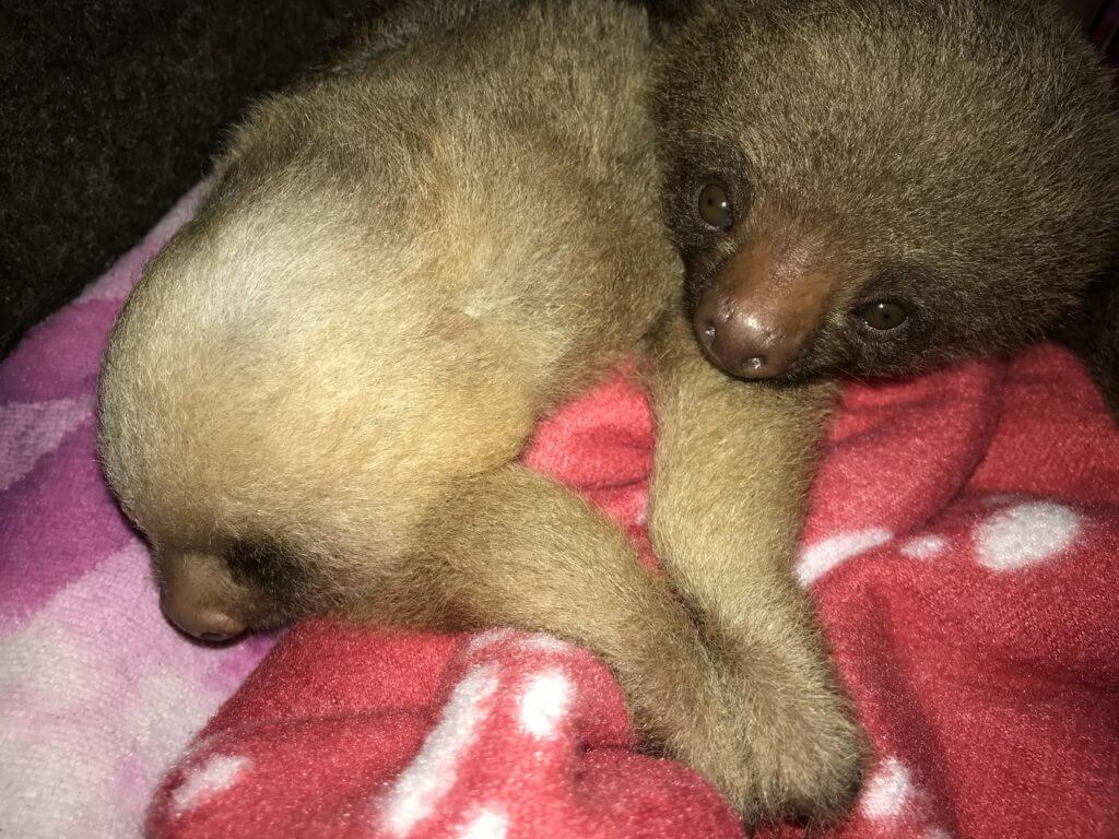 Two finger baby sloths rescued by NATUWA
