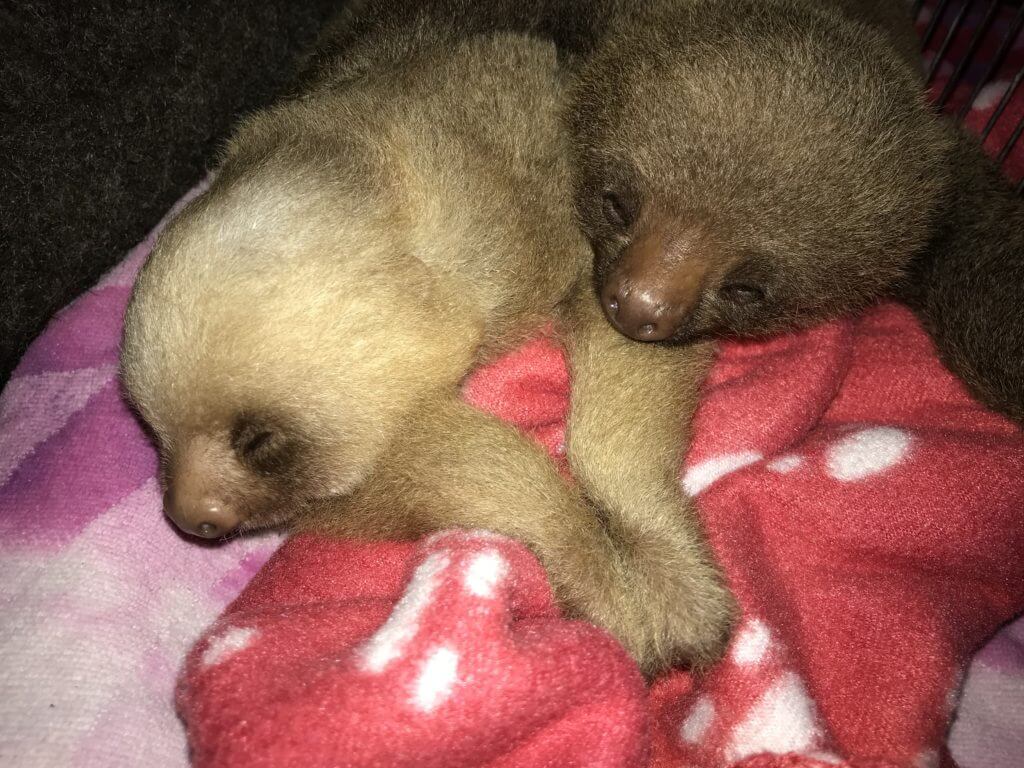 Baby sloth rescued by NATUWA Sanctuary