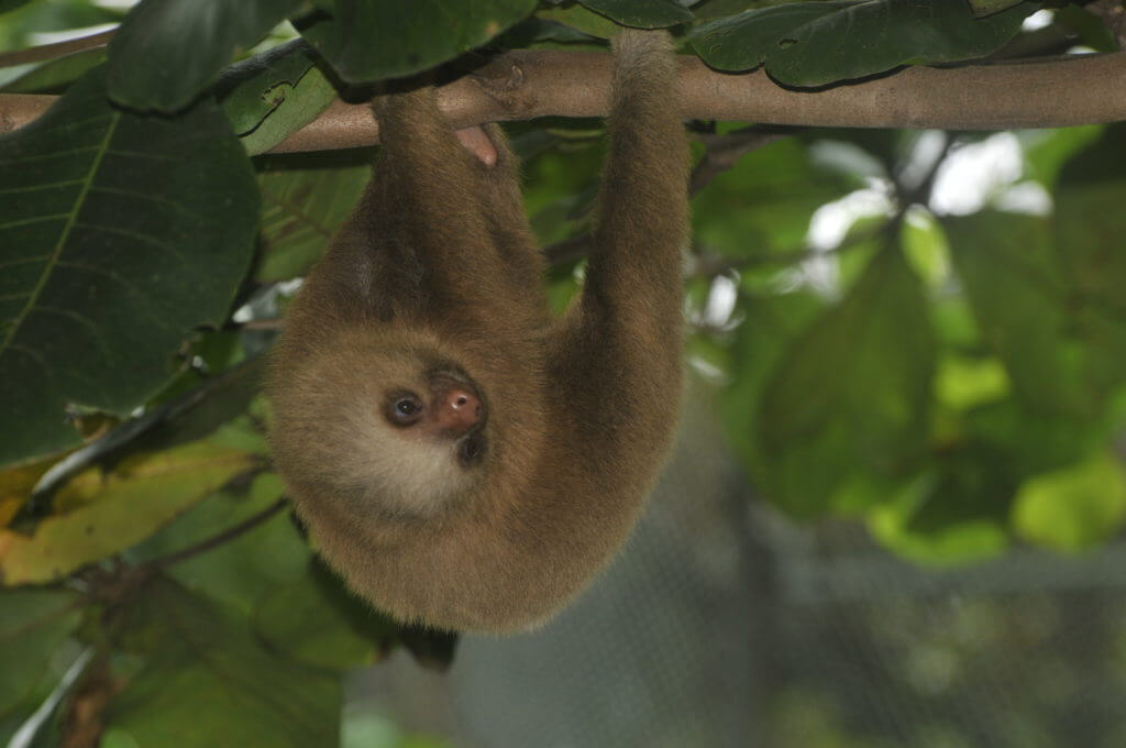 Oso perezoso rescatado por el Santuario NATUWA, Costa Rica