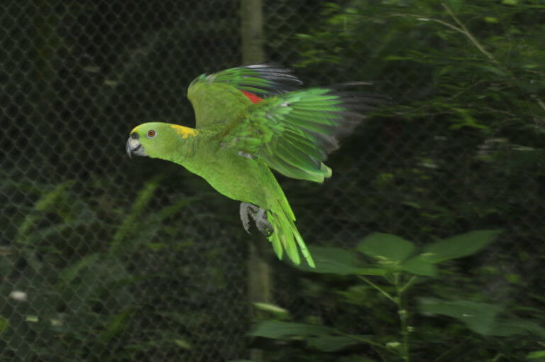 Lora copete amarillo en el Santuario de Lapas NATUWA, Costa Rica.