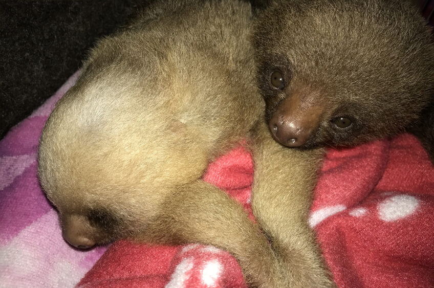 Bebes de perezosos de dos dedos rescatados en el Santuario de vida silvestre Natuwa