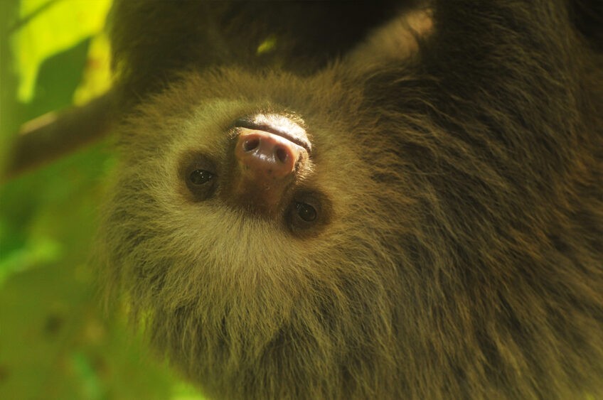 Oso perezoso mirando hacia adelante