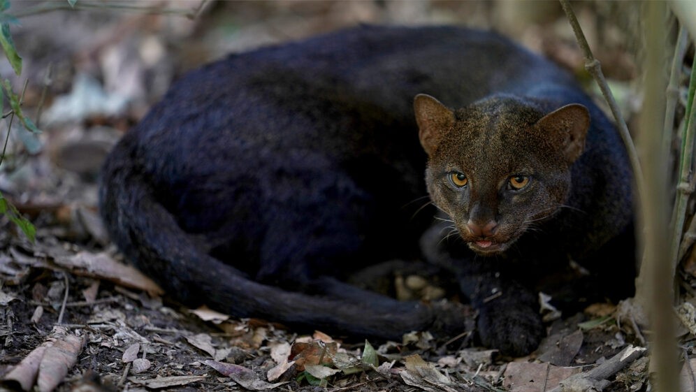 Hembra de León Breñero en Natuwa Costa Rica