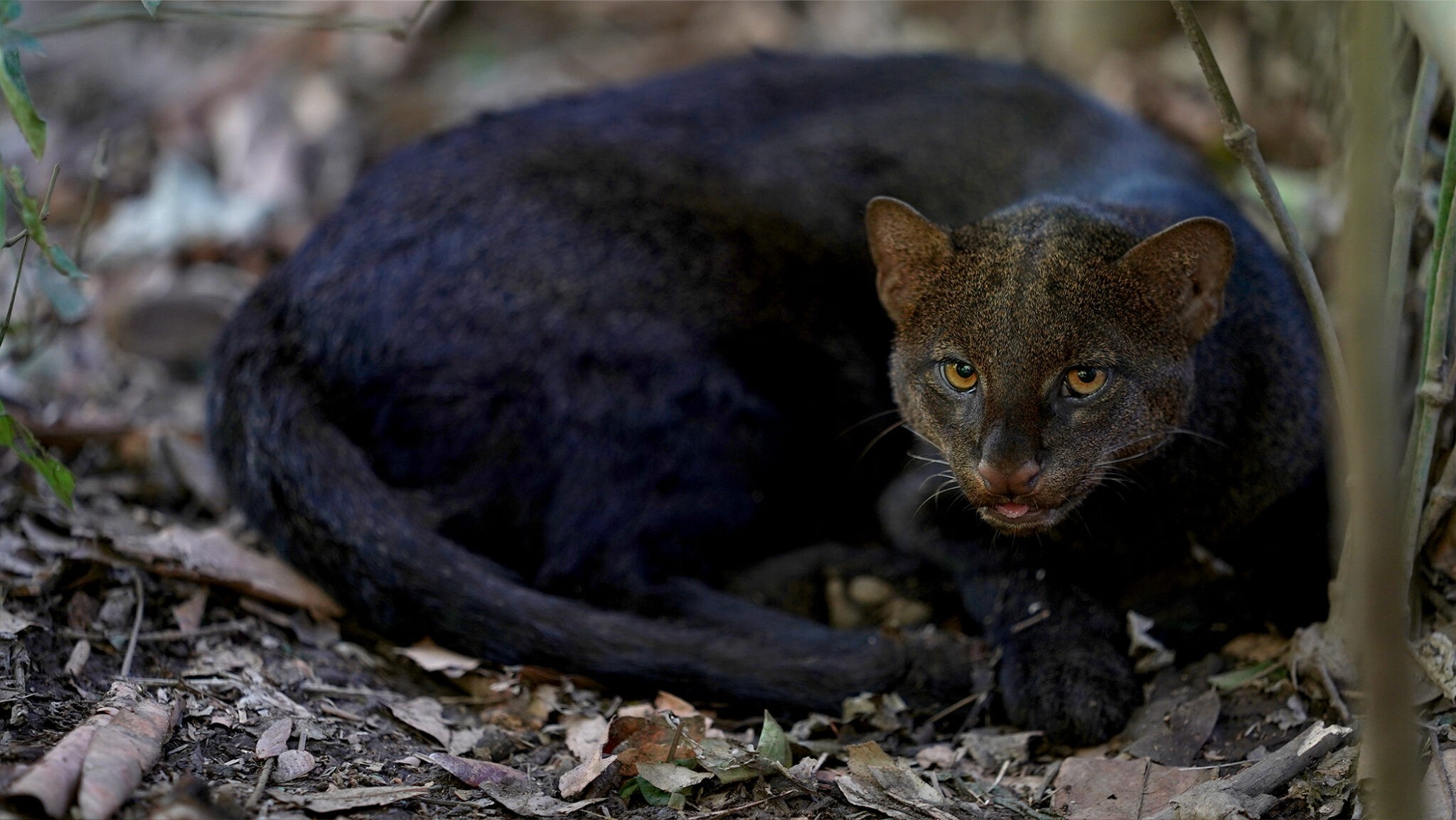 El León breñero en Costa Rica — NATUWA Santuario vida silvestres
