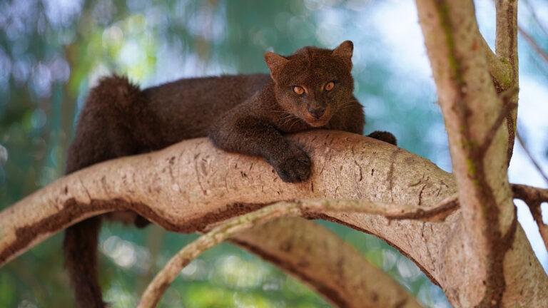 El jaguarundi de Costa Rica