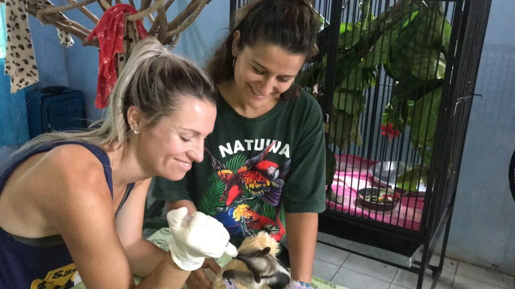 Voluntariado con animales silvestres en Costa Rica