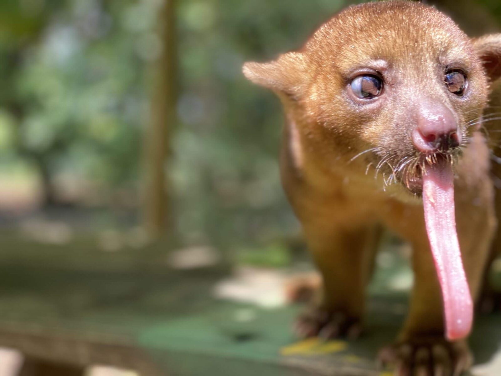 El Kinkajou y el uso de su larga lengua