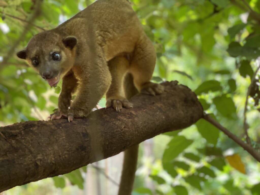 El Kinkajou mamífero arborícola