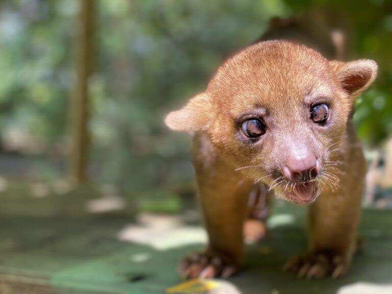 Conoce el Kinkajou en NATUWA