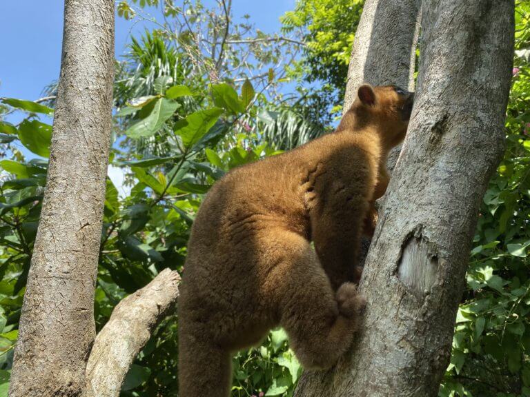 NATUWA Santuario de animales silvestres el Kinkajou