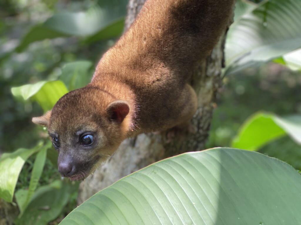 El Kinkajou mamífero arborícola