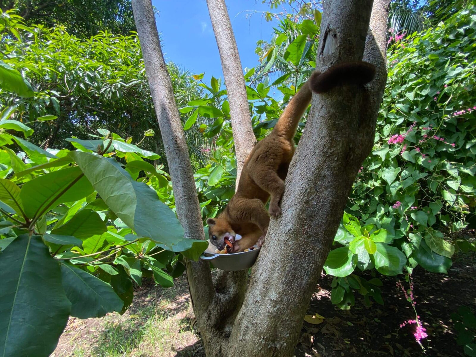 El Kinkajou en Costa Rica, Manejo en cautiverio del Kinkajou en NATUWA Santuario de animales silvestres