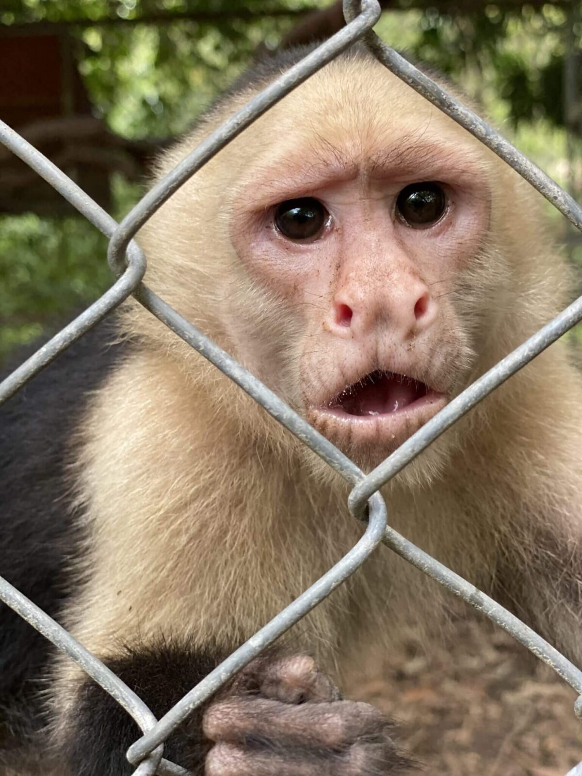 Se rescató un mono carayá en Córdoba capital - Web de Noticias - Gobierno  de Córdoba