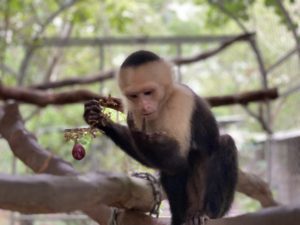 Read more about the article White faced monkey rescue