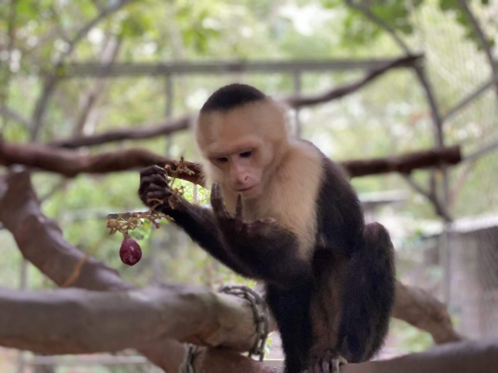 El mono Cara Blanca rescate — Santuario de Vida Silvestre Natuwa