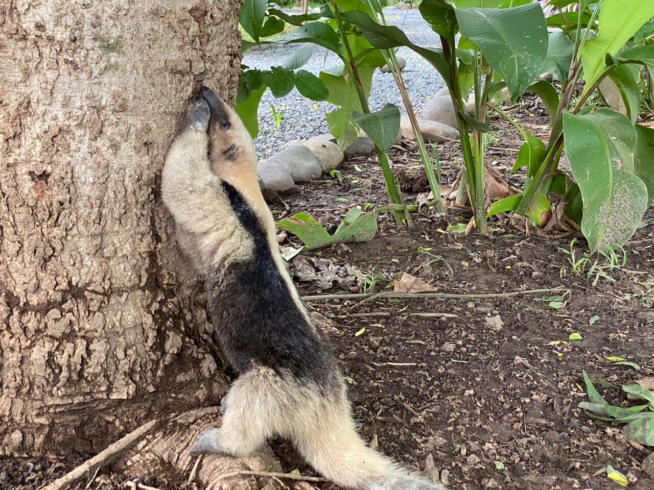 En este momento estás viendo La Tamandua mexicana