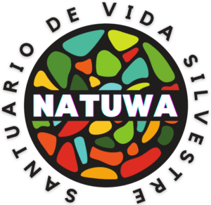Read more about the article ¿What does natuwa mean?