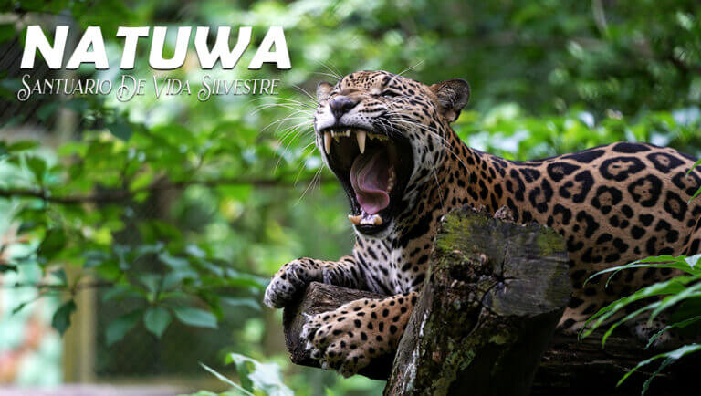 Bostezo del jaguar