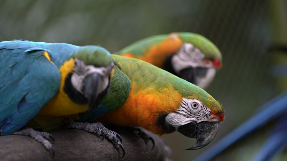 El Guacamayo híbrido en Costa Rica.