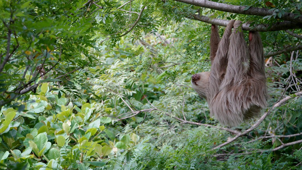 Oso perezoso de dos dedos colgando