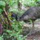 El Emú en Costa Rica