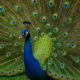 The peacock