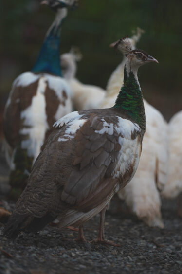 Peahen with soft-toned feathers observing her surroundings at Natuwa Wildlife Sanctuary, Costa Rica.