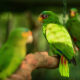 White-Fronted Amazon