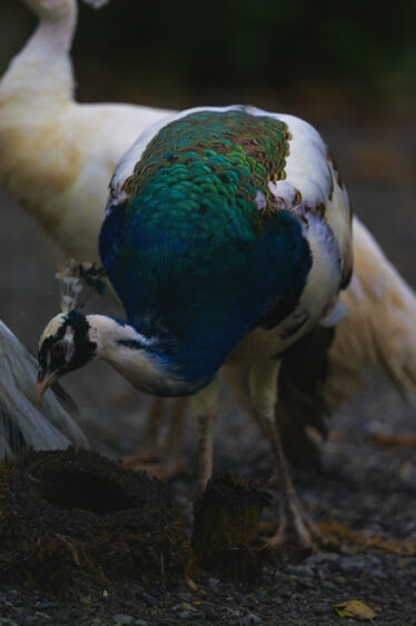 Peacock with vibrant blue and green feathers at Natuwa Wildlife Sanctuary, Costa Rica.