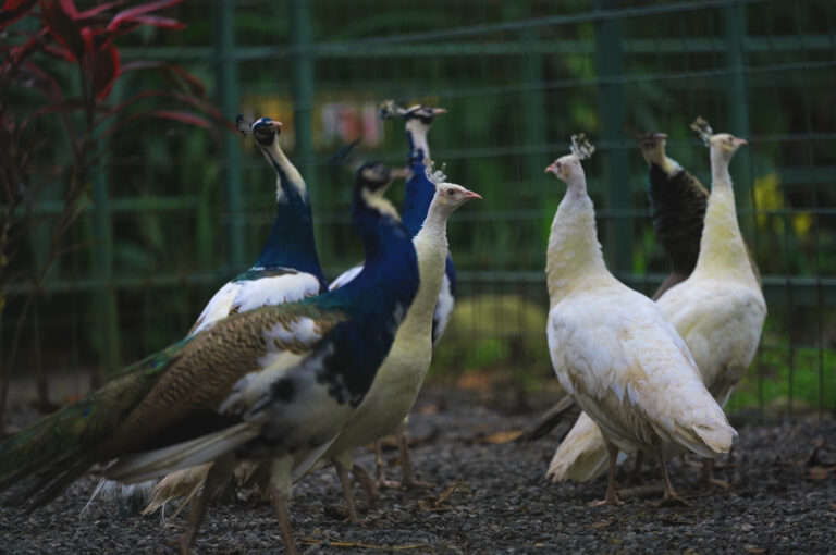 El pavo real en Costa Rica