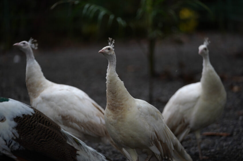 Two white peafowls walking together at Natuwa Wildlife Sanctuary, representing the elegance and harmony of nature.