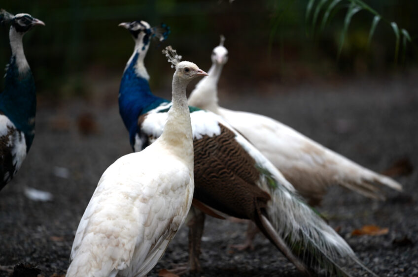 White and blue peafowls together at Natuwa Wildlife Sanctuary, symbolizing coexistence and respect for nature.