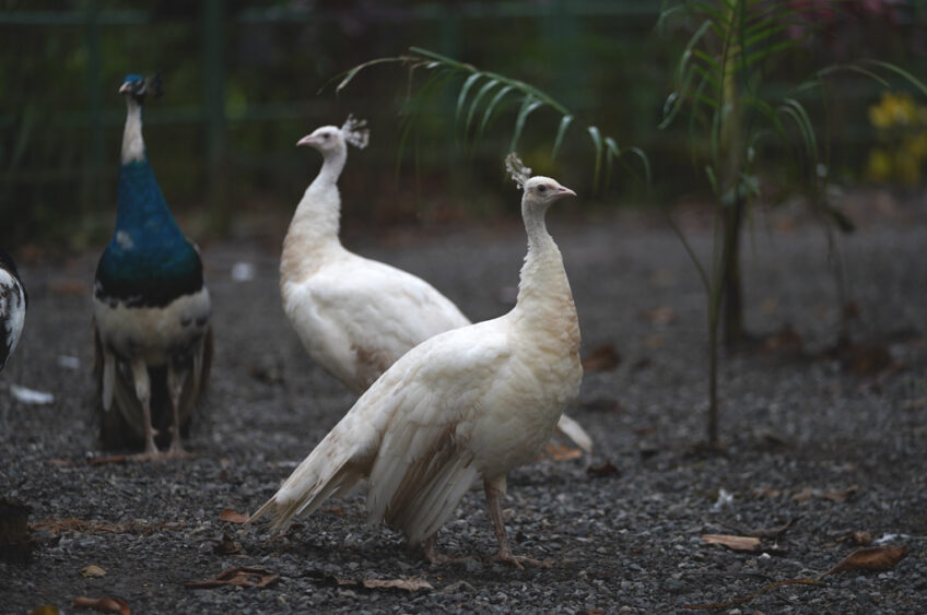 Two white peafowls walking at Natuwa Wildlife Sanctuary, reflecting serenity and harmony with nature.
