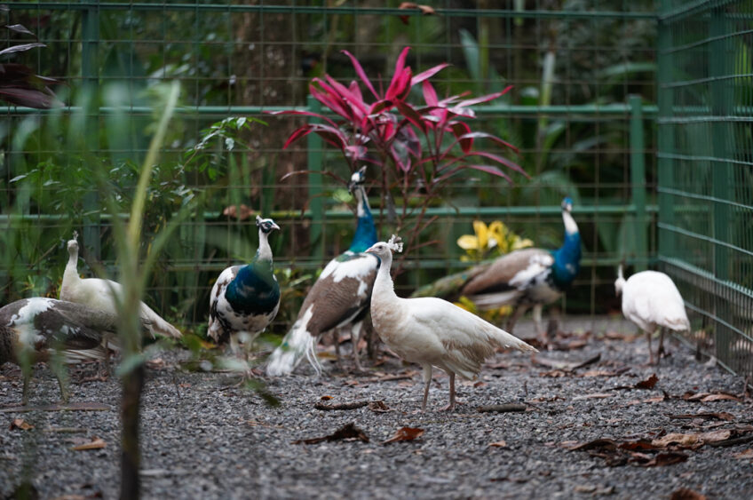 The peacock in Costa Rica