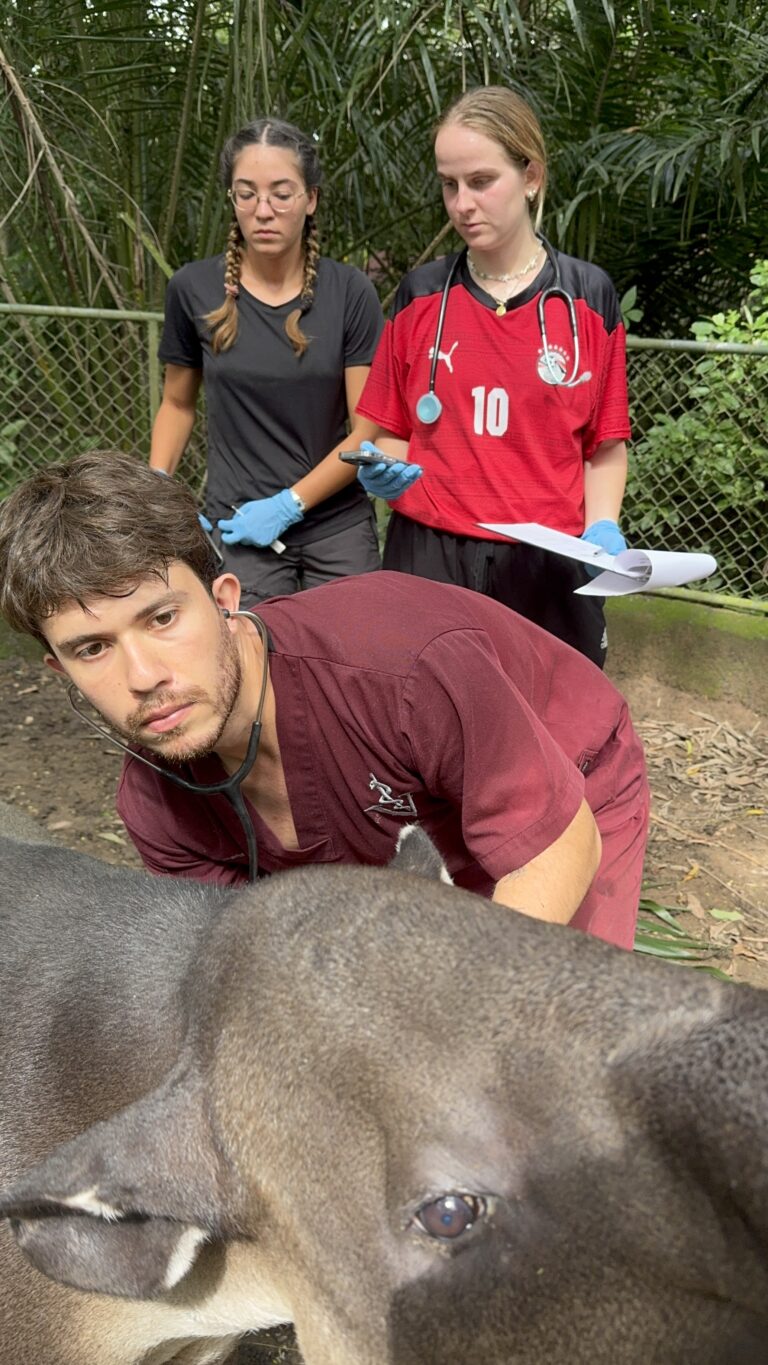 Veterinary intern observing a clinical examination of a rescued anteater at Natuwa