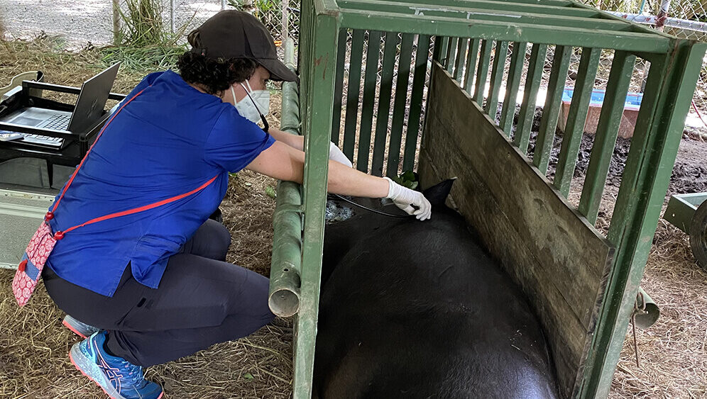 Veterinary internships with wildlife in Costa Rica
